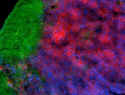 Biolegend Alexa Fluor 647 anti-mouse CD4, Quantity: Each of 1