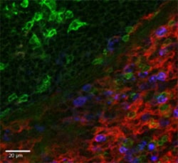 Biolegend PE anti-mouse/human CD11b, Quantity: Each of 1