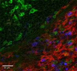 Biolegend PE anti-mouse/human CD11b, Quantity: Each of 1