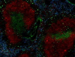 Biolegend Alexa Fluor 647 anti-mouse CD23, Quantity: Each of 1