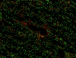 Biolegend Alexa Fluor 647 anti-mouse CD31, Quantity: Each of 1