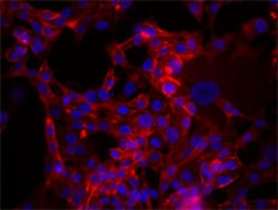 Biolegend Alexa Fluor 647 anti-mouse/human CD44, Quantity: Each of 1