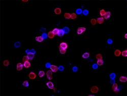 Biolegend Alexa Fluor 647 anti-mouse CD45, Quantity: Each of 1