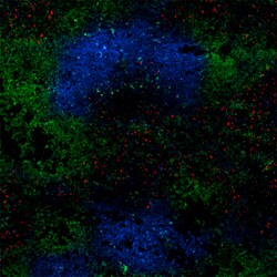 Biolegend Alexa Fluor 647 anti-mouse CD80, Quantity: Each of 1