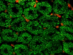 Biolegend Alexa Fluor 488 anti-mouse CD117 (c-kit), Quantity: Each of 1