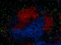 Biolegend Alexa Fluor 647 anti-mouse CD19, Quantity: Each of 1