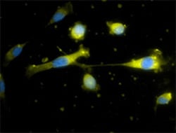 Biolegend Alexa Fluor 647 anti-mouse CD34, Quantity: Each of 1