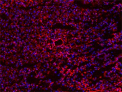 Biolegend Purified anti-mouse CD105, Quantity: Each of 1
