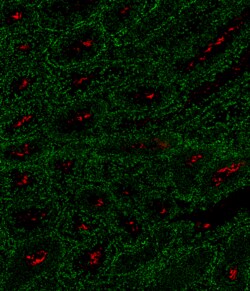 Biolegend Purified anti-mouse CD147, Quantity: Each of 1