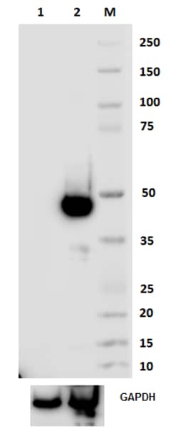 Biolegend Purified anti-mouse FOXP3, Quantity: Each of 1