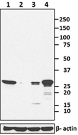 Biolegend Purified anti-mouse/human Mac-2 (Galectin-3), Quantity: Each