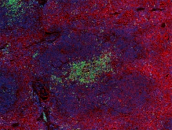 Biolegend Purified anti-mouse CD47, Quantity: Each of 1