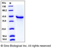Sino Biological Recombinant Mouse BMP-3B/GDF-10 Protein (hFc Tag), Quantity: