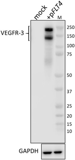 Biolegend Purified anti-mouse VEGFR-3 (FLT-4), Quantity: Each of 1