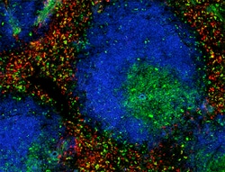 Biolegend Alexa Fluor 647 anti-mouse CD206 (MMR), Quantity: Each of 1