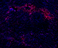 Biolegend Purified anti-human CD3, Quantity: Each of 1