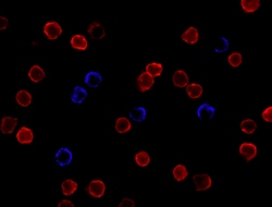 Biolegend Alexa Fluor 647 anti-human CD3, Quantity: Each of 1