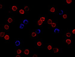 Biolegend Alexa Fluor 647 anti-human CD3, Quantity: Each of 1