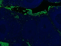 Biolegend Purified anti-human CD15 (SSEA-1), Quantity: Each of 1