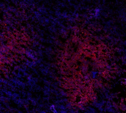 Biolegend Purified anti-human CD19, Quantity: Each of 1
