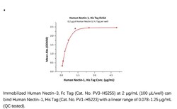 ACROBiosystems Recombinant Protein;Human Nectin-1 / PVRL1 / CD111 Protein;HEK293;100UG;PV1,PVRL1,Nectin-1,CD111,CLPED1,ED4,HIgR,HVEC,OFC7,PRR,PRR1,PVRR,PVRR1,SK-12,PVRL-1,Nectin