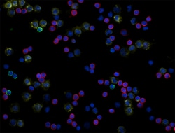 Biolegend Alexa Fluor 488 anti-human CD19, Quantity: Each of 1