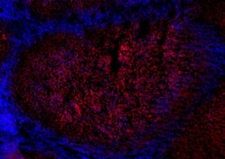 Biolegend Alexa Fluor 647 anti-human CD19, Quantity: Each of 1