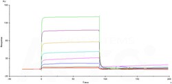 ACROBiosystems FCGAMMARIIIBHIS AVI 25UG, Quantity: Each of 1