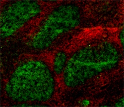 Biolegend Alexa Fluor 488 anti-human CD20, Quantity: Each of 1