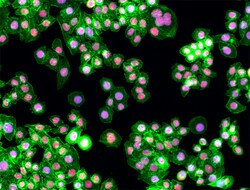 Biolegend Purified anti-human/mouse/rat PCNA, Quantity: Each of 1