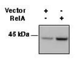 Biolegend Purified anti-human HLA-A,B,C, Quantity: Each of 1
