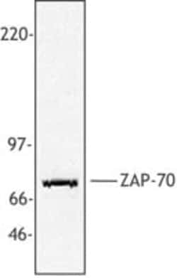 Biolegend Purified anti-human/mouse ZAP-70, Quantity: Each of 1