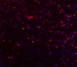 Biolegend Alexa Fluor 647 anti-human/mouse/rat CD278 (ICOS), Quantity:
