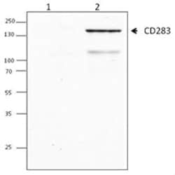 Biolegend Purified anti-human CD283 (TLR3), Quantity: Each of 1