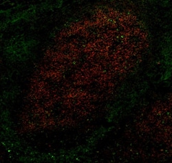 Biolegend Alexa Fluor 488 anti-human CD4, Quantity: Each of 1