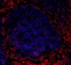 Biolegend Alexa Fluor 647 anti-human CD4, Quantity: Each of 1