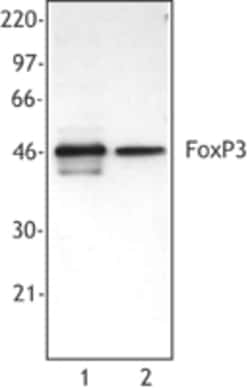 Biolegend Purified anti-mouse/rat/human FOXP3, Quantity: Each of 1