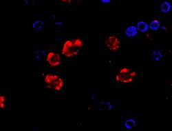 Biolegend Alexa Fluor 647 anti-human CD14, Quantity: Each of 1