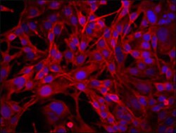 Biolegend Purified anti-human CD68, Quantity: Each of 1