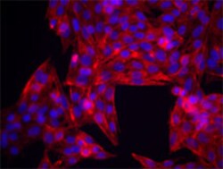 Biolegend Purified anti-human CD44, Quantity: Each of 1