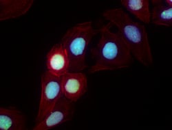 Biolegend Alexa Fluor 488 anti-human Ki-67, Quantity: Each of 1
