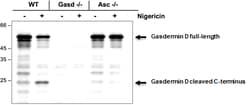 AdipoGen anti-Gasdermin D (mouse), pAb (IN110) (100 ug), Quantity: Each