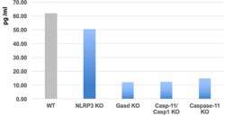 AdipoGen Gasdermin D (mouse) ELISA Kit (96 wells), Quantity: Each of 1