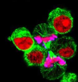 Biolegend Brilliant Violet 421 Goat anti-rat IgG (minimal x-reactivity),