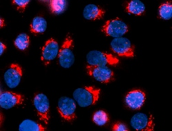 Biolegend&nbsp;Cyanine3 Donkey anti-rabbit IgG (min. x-reactivity)