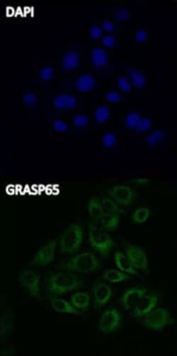 Biolegend&nbsp;FITC Donkey anti-rabbit IgG (min. x-reactivity)