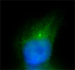 Biolegend DyLight 488 Donkey anti-rabbit IgG (min. x-reactivity), Quantity: