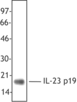 Biolegend Purified anti-human IL-23 (p19), Quantity: Each of 1