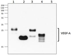 Biolegend Purified anti-mouse VEGF-A, Quantity: Each of 1