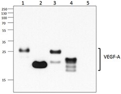 Biolegend Purified anti-mouse VEGF-A, Quantity: Each of 1